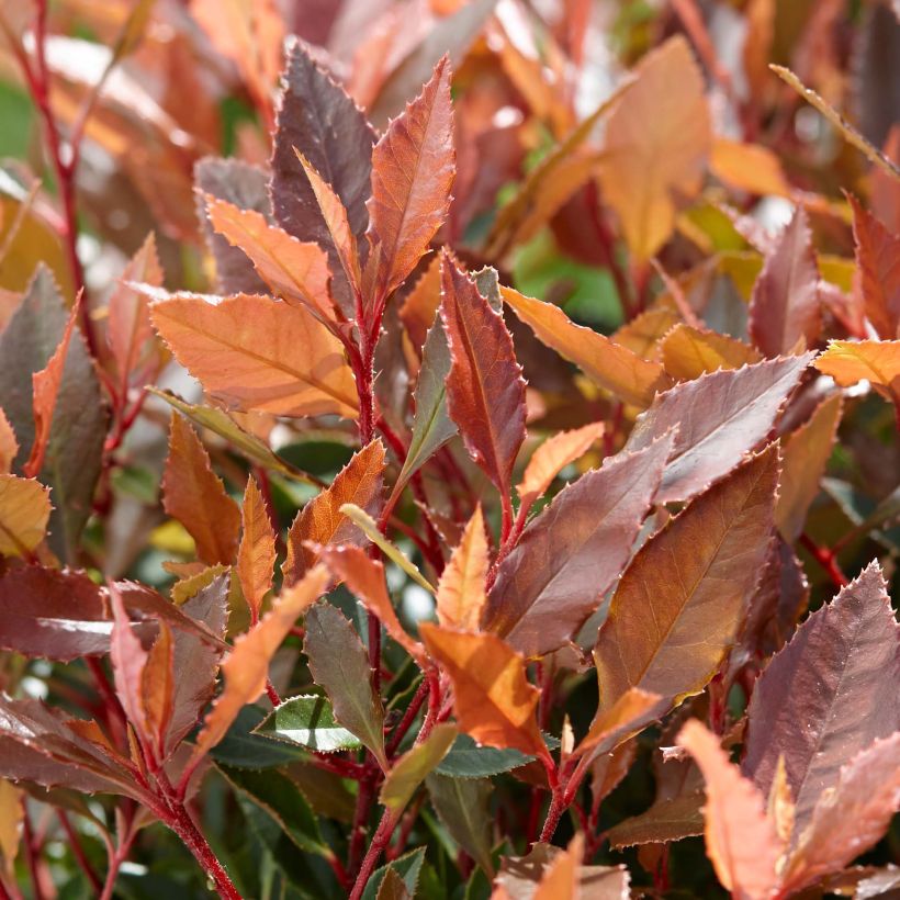 Photinia  fraseri Chico - Christmas Berry (Foliage)