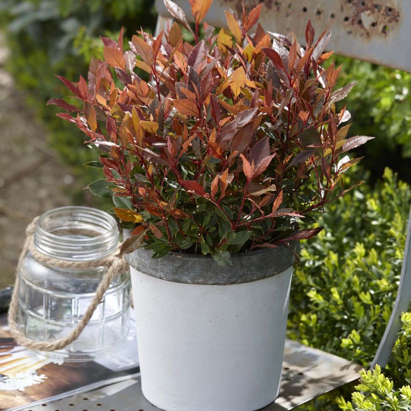 Photinia  fraseri Chico - Christmas Berry (Plant habit)