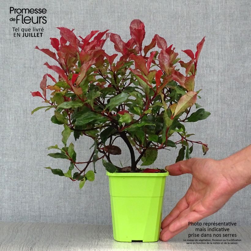 Photinia fraseri Corallina - Christmas Berry 1.5L/2L pot sample as delivered in summer