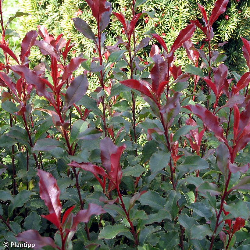 Photinia fraseri Corallina - Christmas Berry (Foliage)