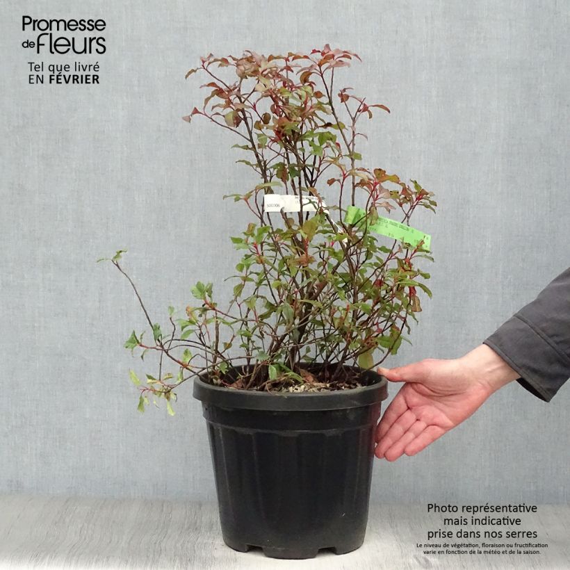 Photinia fraseri Corallina - Christmas Berry 7.5L/10L pot sample as delivered in winter