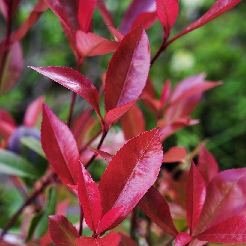 Photinia  fraseri Devils Dream - Christmas Berry (Foliage)