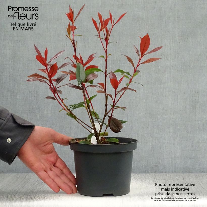 Photinia  fraseri Dicker Toni - Christmas Berry sample as delivered in spring
