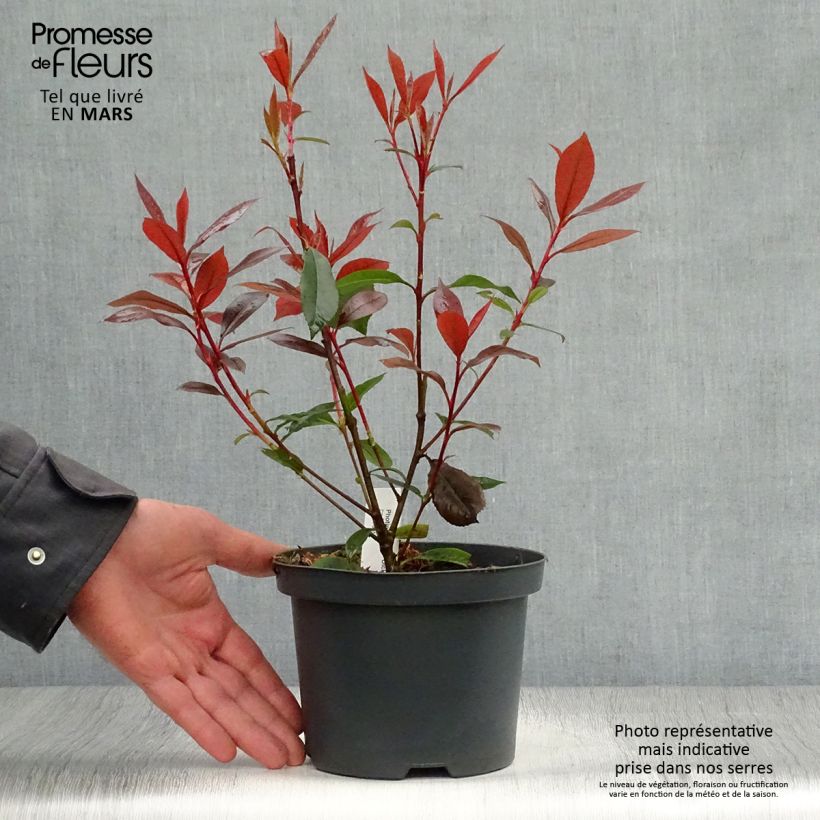 Photinia  fraseri Dicker Toni - Christmas Berry 2L/3L pot sample as delivered in spring