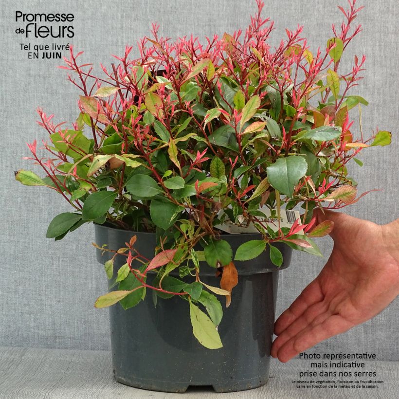 Photinia  fraseri Little Fenna - Christmas Berry sample as delivered in spring