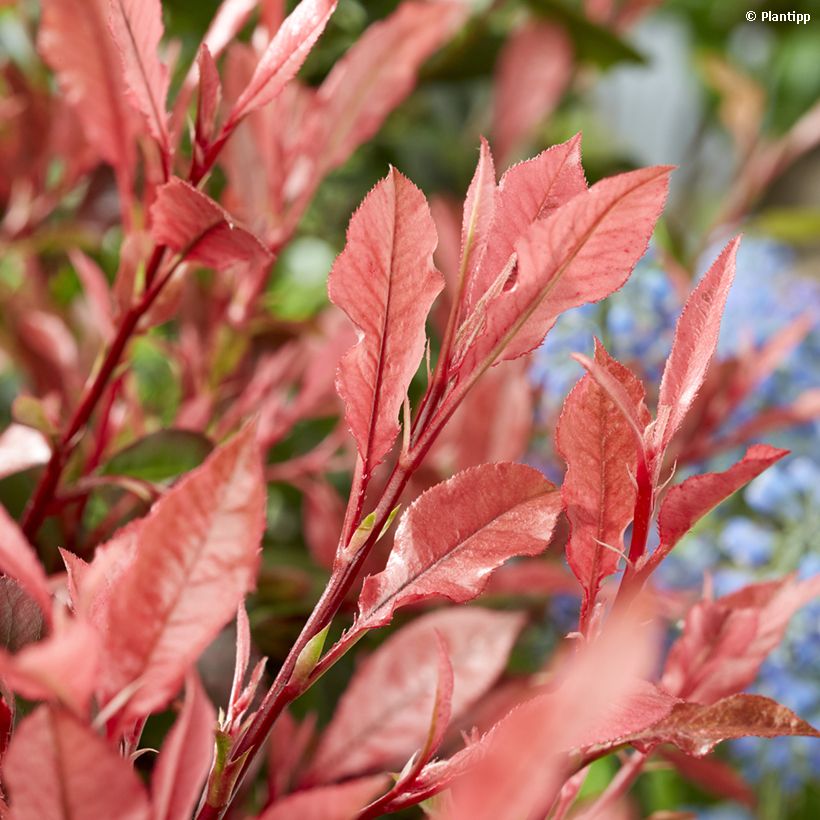 Photinia  fraseri Little Fenna - Christmas Berry (Foliage)