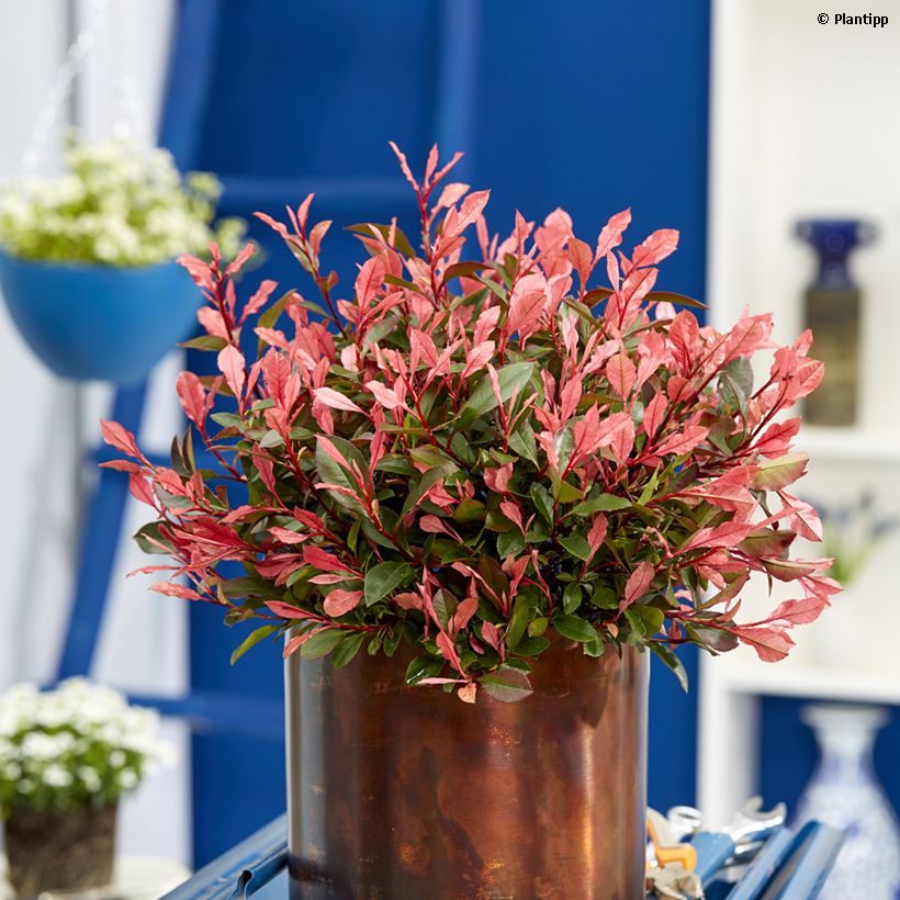 Photinia  fraseri Little Fenna - Christmas Berry (Plant habit)