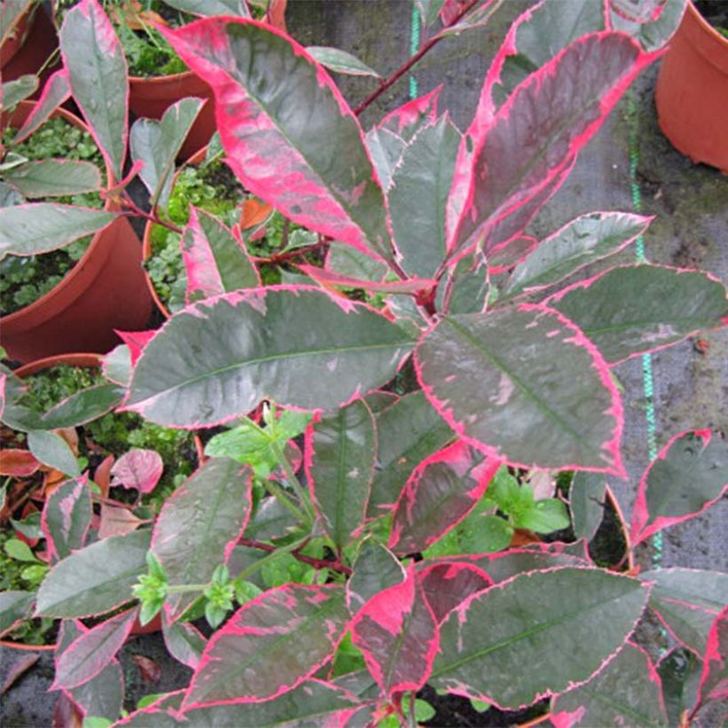 Photinia fraseri Louise McLarlou - Christmas Berry (Foliage)