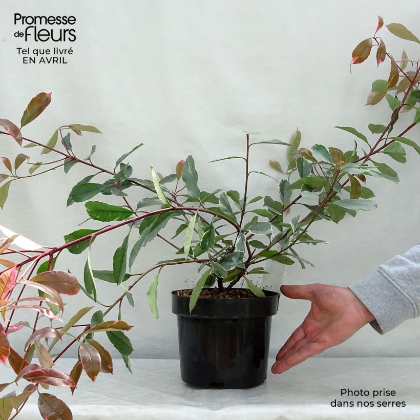 Photinia fraseri Louise McLarlou - Christmas Berry sample as delivered in spring