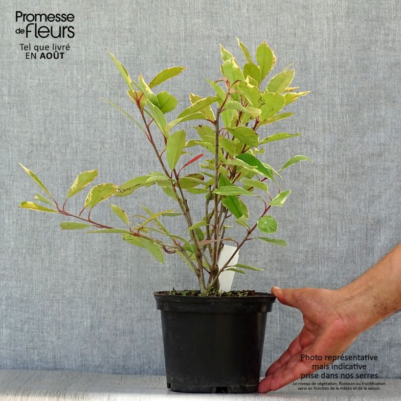 Photinia fraseri Louise McLarlou - Christmas Berry 2L/3L pot sample as delivered in summer