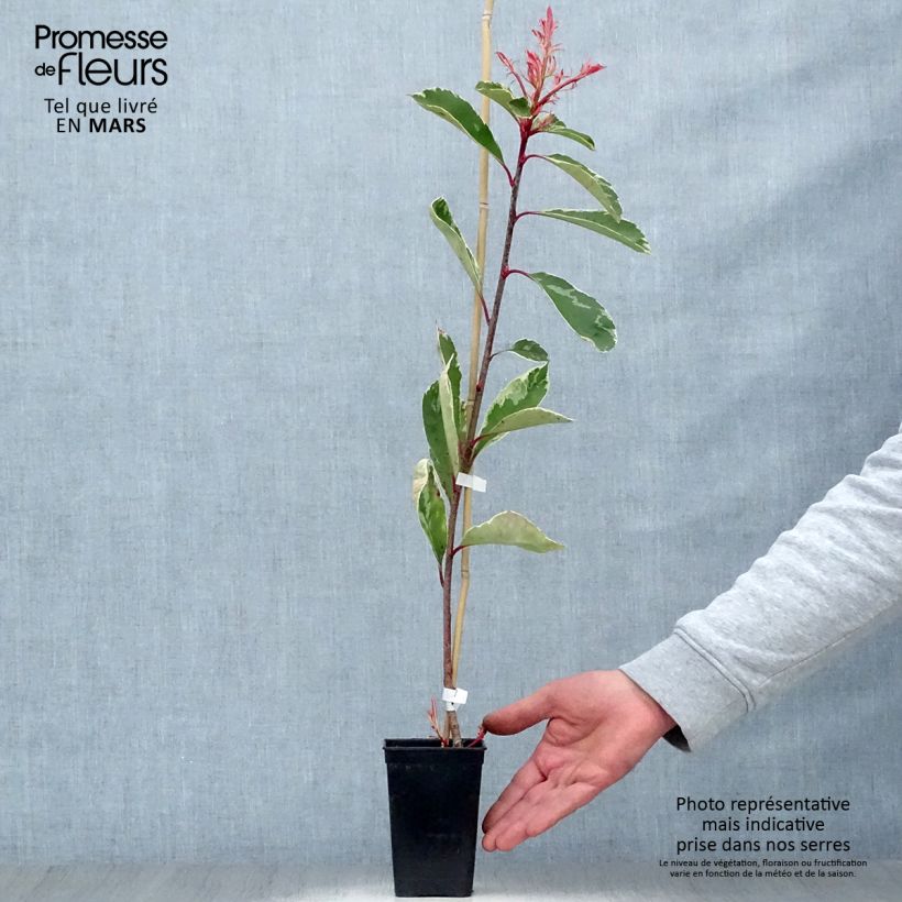 Photinia fraseri Pink Marble - Christmas Berry sample as delivered in spring