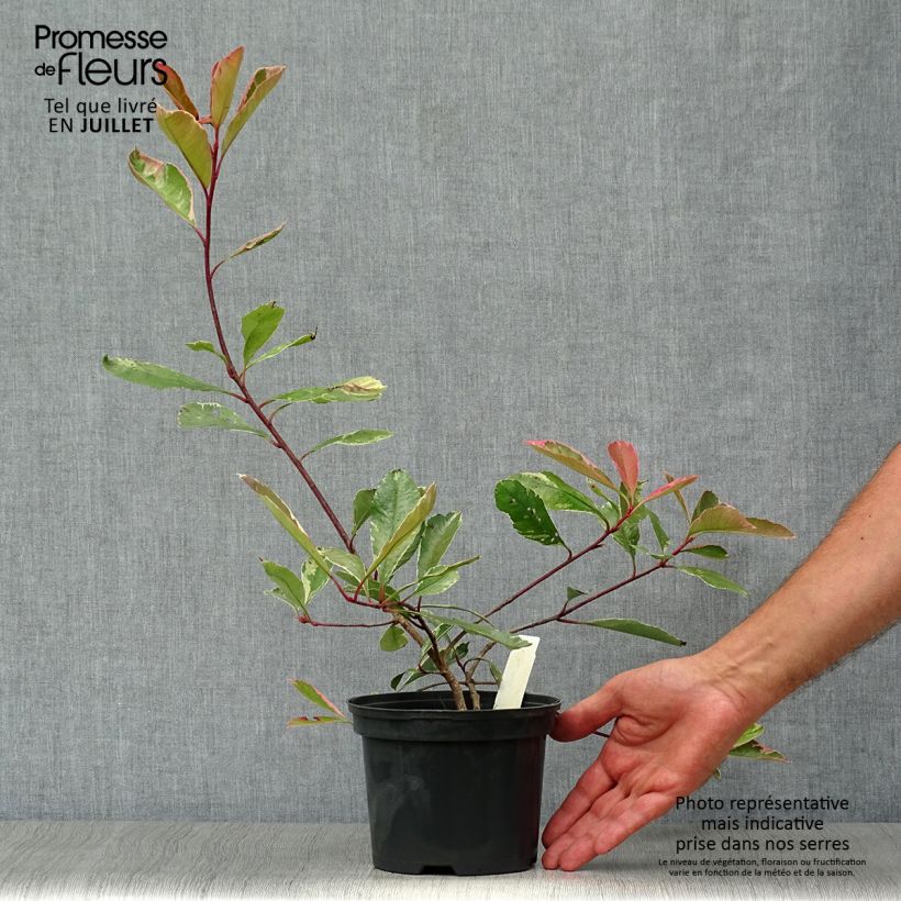 Photinia fraseri Pink Marble - Christmas Berry 2L/3L pot sample as delivered in summer