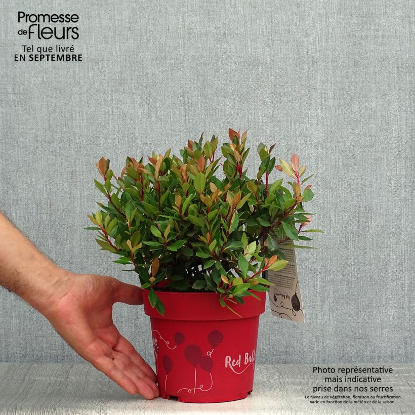 Photinia fraseri Red Ballcoon - Christmas Berry 2L/3L pot sample as delivered in autumn