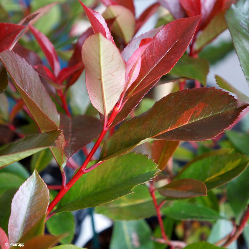 Photinia  fraseri Red Light - Christmas Berry (Foliage)