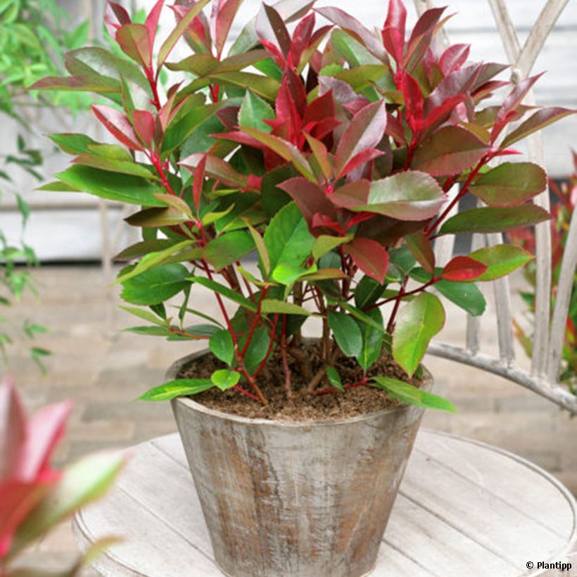Photinia  fraseri Red Light - Christmas Berry (Plant habit)