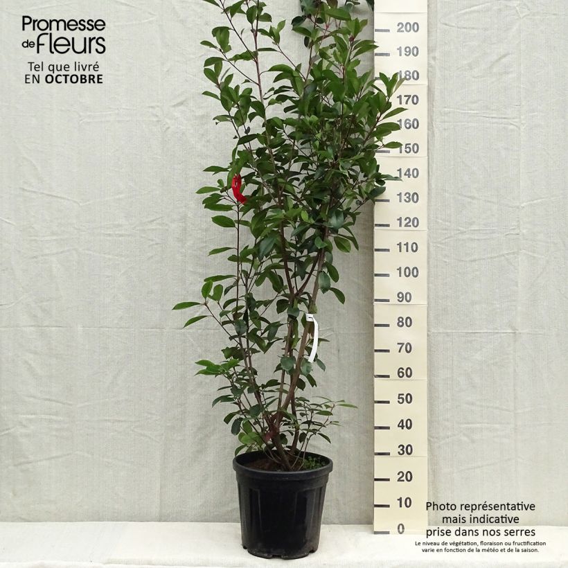 Photinia fraseri Red Robin - Christmas Berry 18L/20L pot sample as delivered in summer