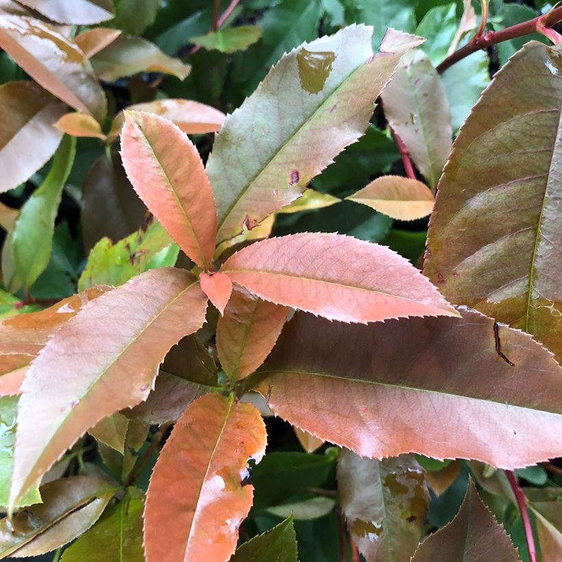 Photinia  fraseri Red Robin Blood - Christmas Berry (Foliage)