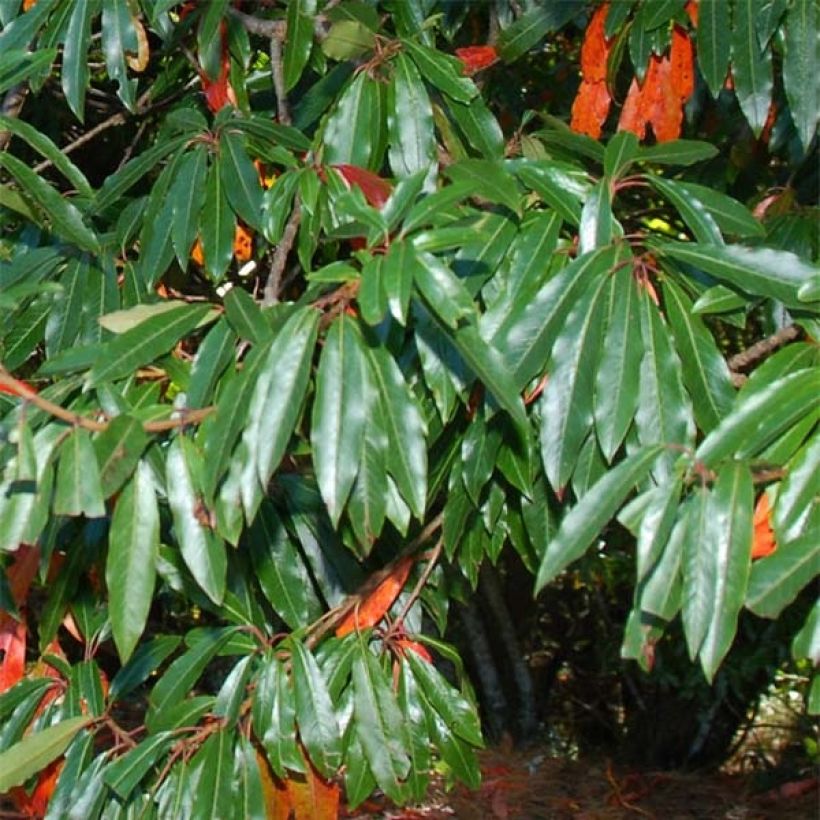 Photinia niitakayamensis (Foliage)