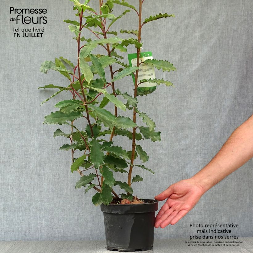 Photinia serratifolia Crunchy 2L/3L pot sample as delivered in summer