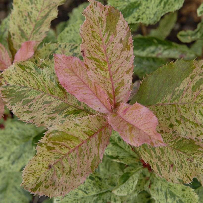 Photinia serratifolia Pink Crispy (Foliage)