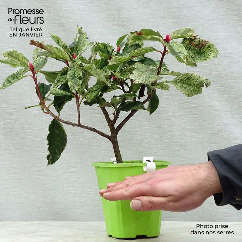 Photinia serratifolia Pink Crispy 1L/1.5L pot sample as delivered in winter