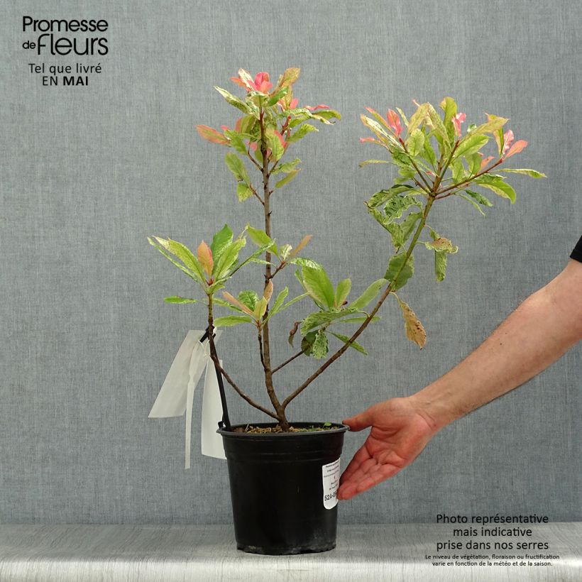 Photinia serratifolia Pink Crispy sample as delivered in spring