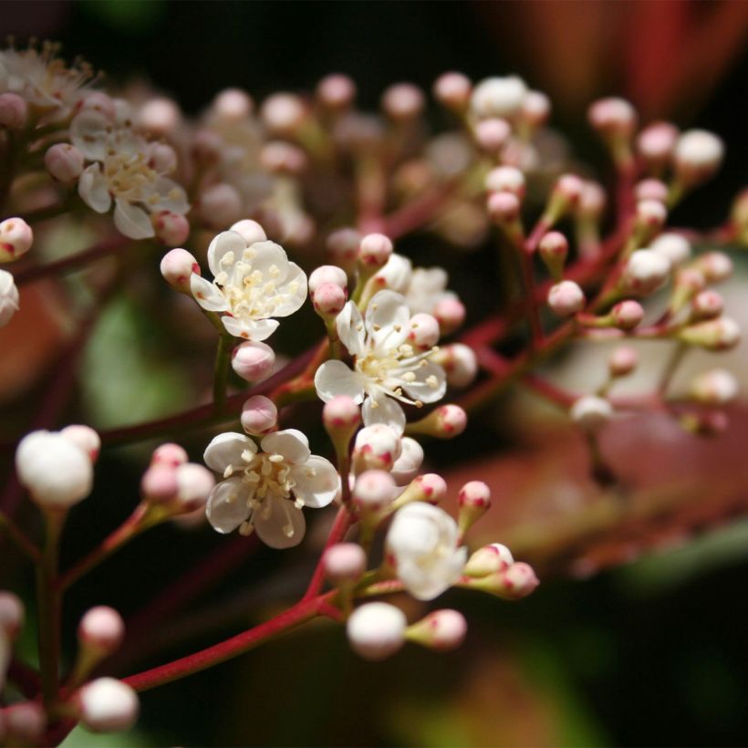 Photinia fraseri Baton Rouge - Christmas Berry (Flowering)