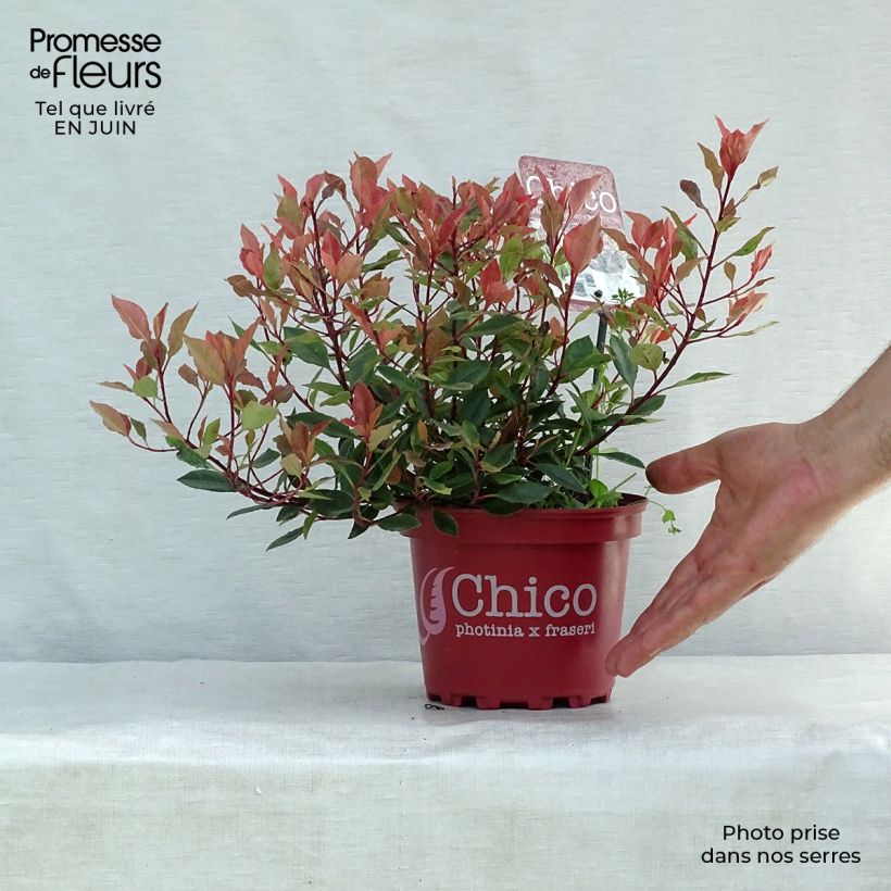 Photinia  fraseri Chico - Christmas Berry 2L/3L pot sample as delivered in summer