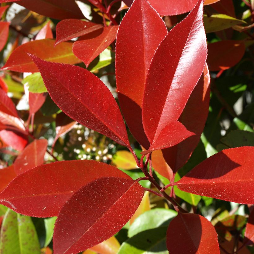 Photinia  fraseri Dynamo Red - Christmas Berry (Foliage)