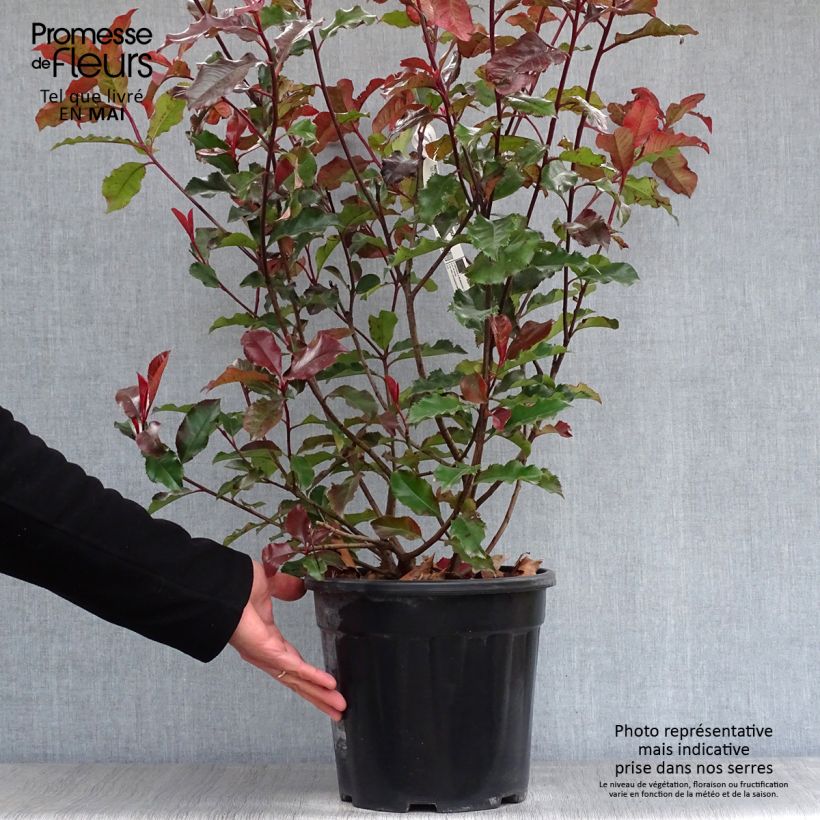 Photinia fraseri Magical Volcano - Christmas Berry sample as delivered in spring