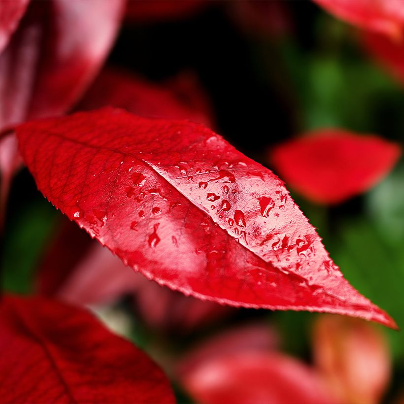 Photinia fraseri Nana - Christmas Berry (Foliage)