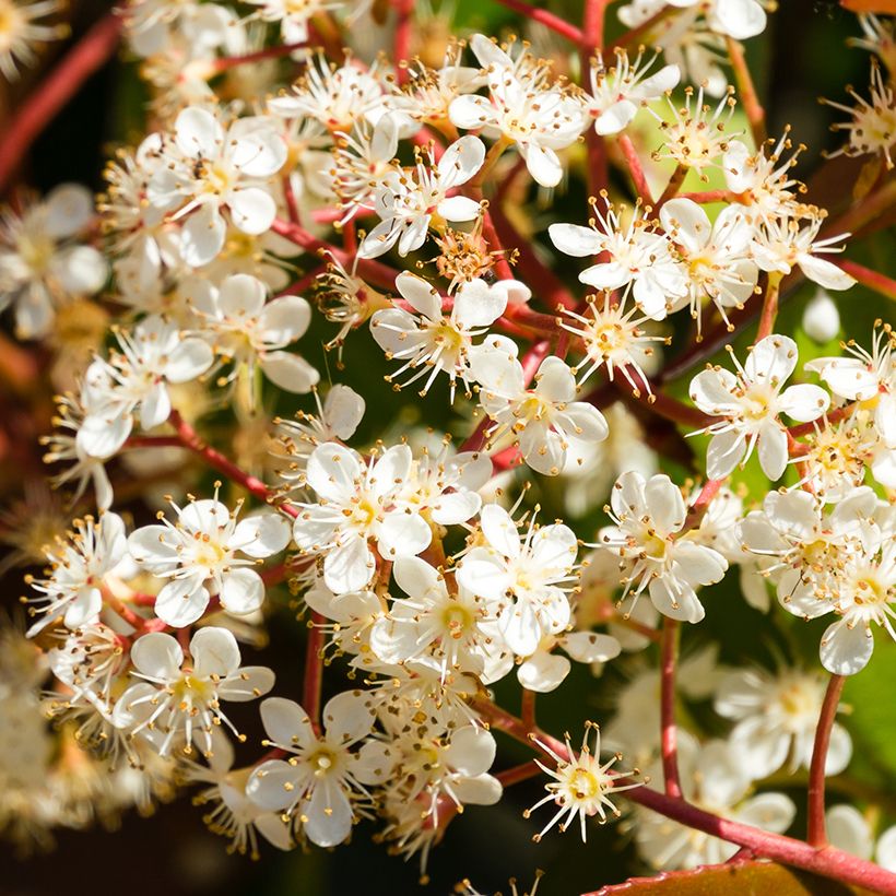 Photinia fraseri Nana - Christmas Berry (Flowering)