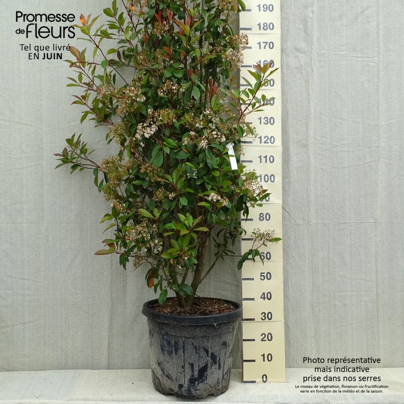 Photinia fraseri Red Robin - Christmas Berry 50L/55L pot sample as delivered in summer