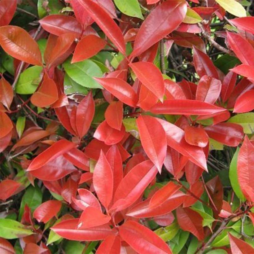 Photinia  fraseri Dicker Toni - Christmas Berry (Foliage)
