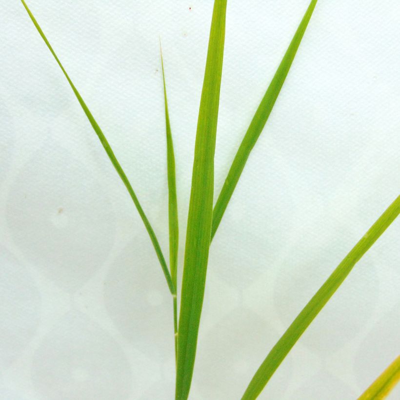 Phragmites australis (Foliage)