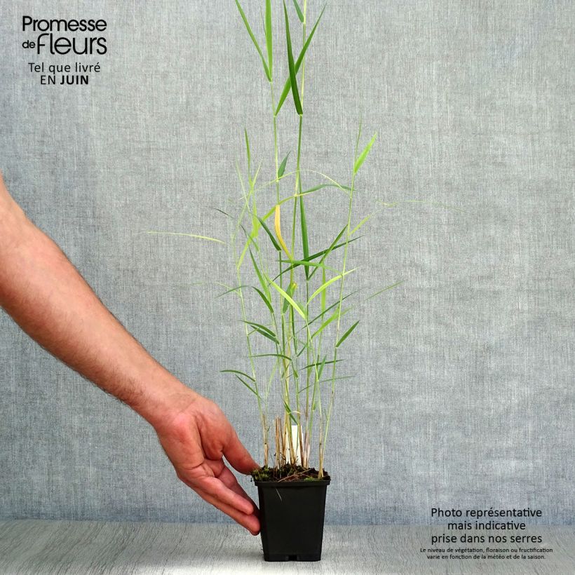Phragmites australis 8/9 cm pot sample as delivered in summer