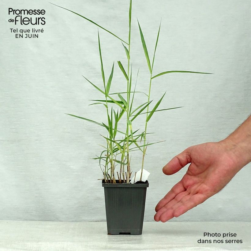 Phragmites australis Variegatus 8/9 cm pot sample as delivered in summer
