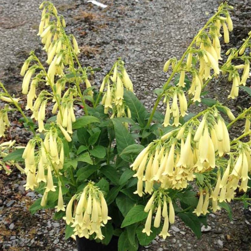 Phygelius aequalis Croftway Yellow Sovereign - Cape Fuchsia (Flowering)