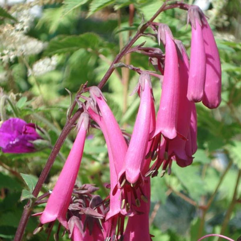 Phygelius Funfare Wine - Cape Fuchsia (Flowering)