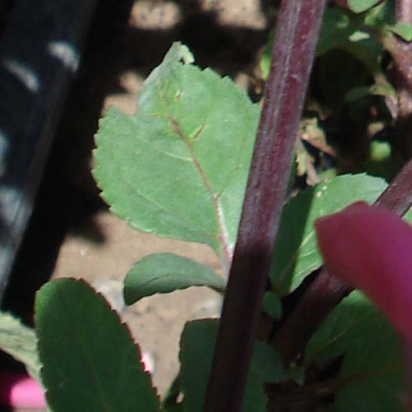 Phygelius Funfare Wine - Cape Fuchsia (Foliage)