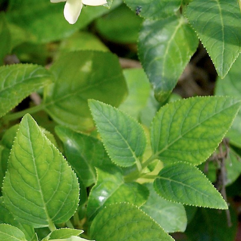 Phygelius aequalis Yellow Trumpet - Cape Fuchsia (Foliage)