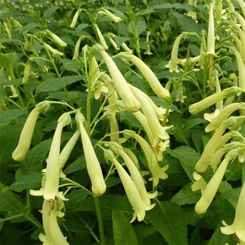 Phygelius Moonraker - Cape Fuchsia (Flowering)