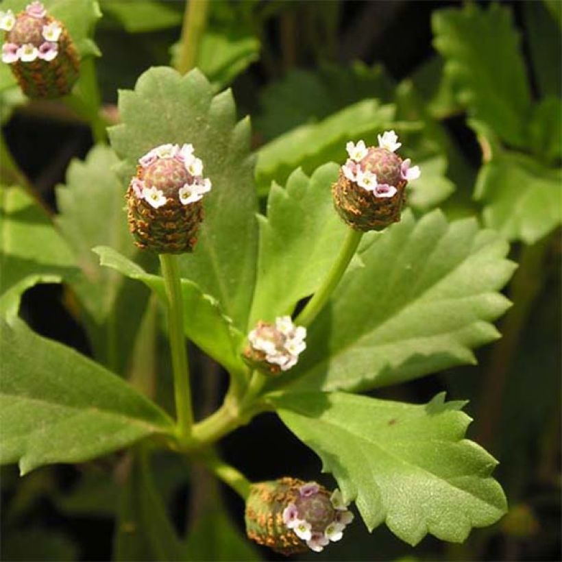 Phyla nodiflora - Capeweed (Foliage)