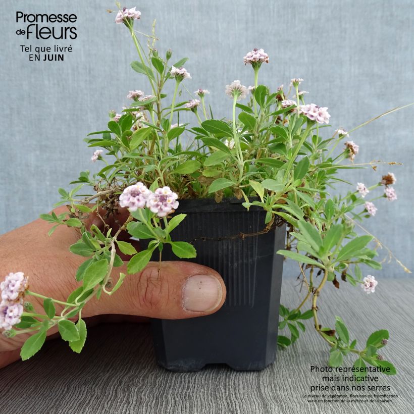 Phyla nodiflora var. canescens - Capeweed 7/8 cm pot sample as delivered in summer