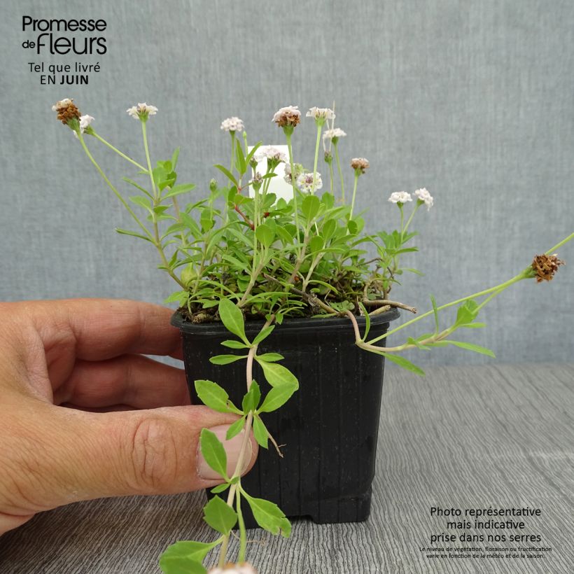 Phyla nodiflora - Capeweed 8/9 cm pot sample as delivered in summer