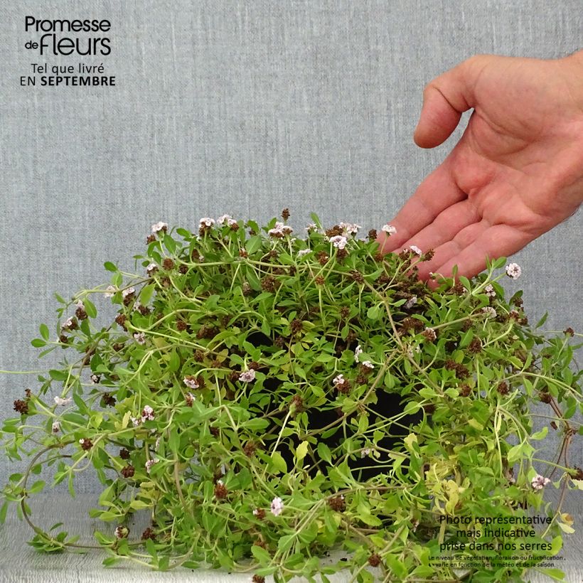 Phyla nodiflora - Capeweed 2L/3L pot sample as delivered in summer