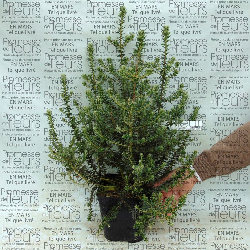 Example of Phylica arborea 3L/4L pot specimen as delivered