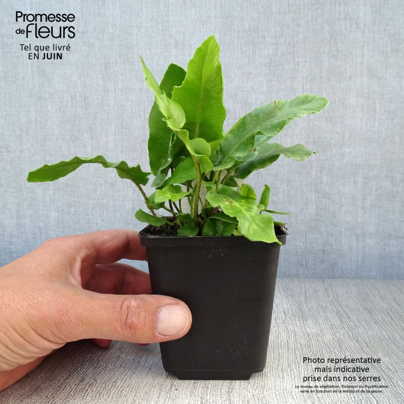 Phyllitis scolopendrium 8/9 cm pot sample as delivered in summer