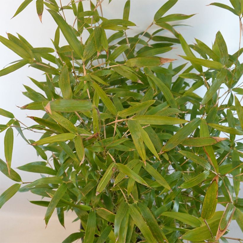 Phyllostachys atrovaginata Green Perfume - Medium Bamboo (Foliage)