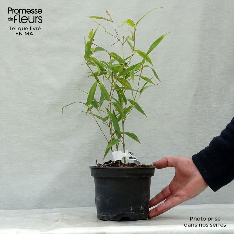 Phyllostachys atrovaginata Green Perfume - Medium Bamboo sample as delivered in spring